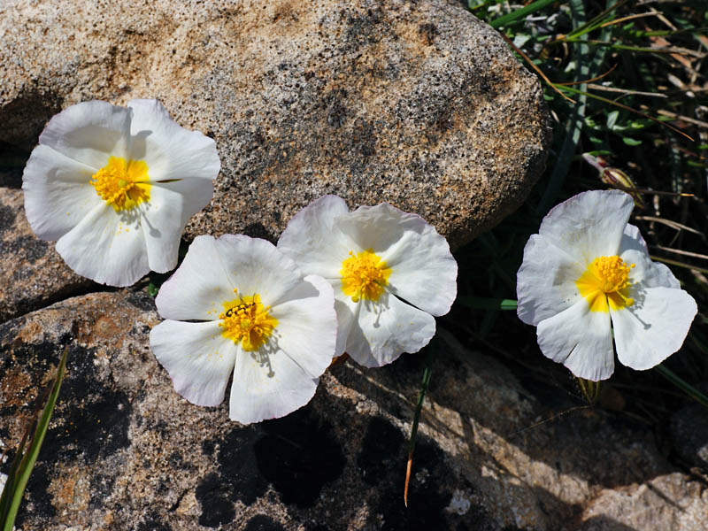 Helianthemum morisianum